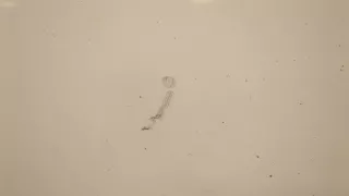 7751469196 Дверь сдвижная правая белая Renault Kangoo 1 Арт 20556214, вид 4