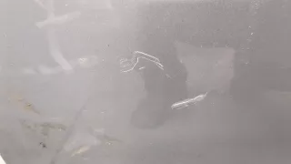 41527202341,7202341 Дверь задняя левая серая BMW 5 E60/E61 Арт 9459476, вид 5