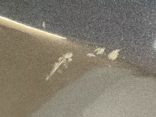 B37F52211 Крыло переднее левое Mazda 3 BK Арт 2-719513, вид 7